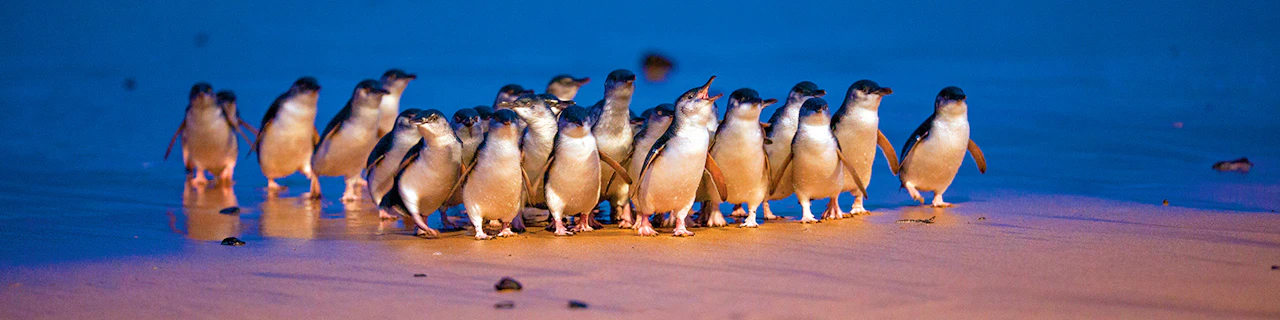 Pass per i 3 parchi di Phillip Island: Penguin Parade, Koala Conservation Reserve e Churchill Island