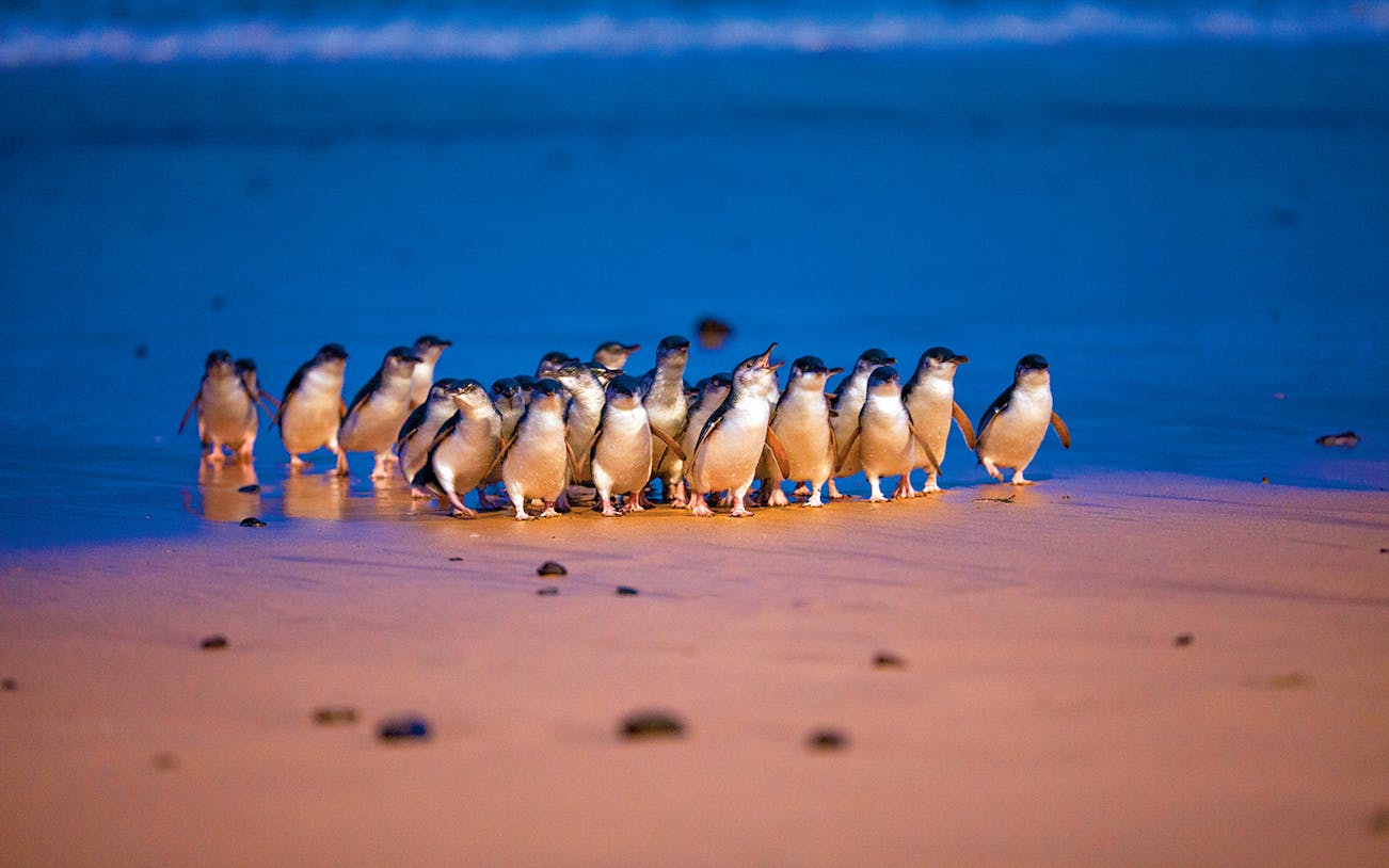 Penguins walking on the beach at dusk during the Penguin Parade, Phillip Island.