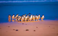 Phillip Island Nature Parks Unleash Your Wild Side Phillip Island Nature Parks Unleash Your Wild Side