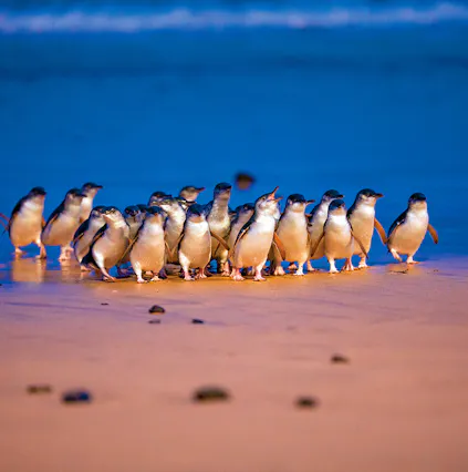 Phillips Island Nature Parks: Where penguins parade and koalas whisper