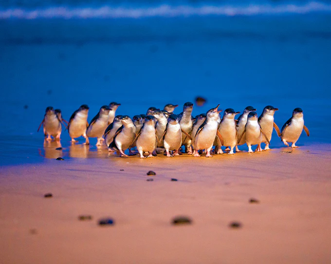 Phillip Island 3 Parks Pass: Penguin Parade, Koala Conservation Reserve & Churchill Island