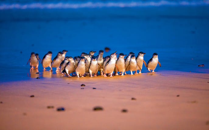 Penguins walking on the beach at dusk during the Penguin Parade, Phillip Island.