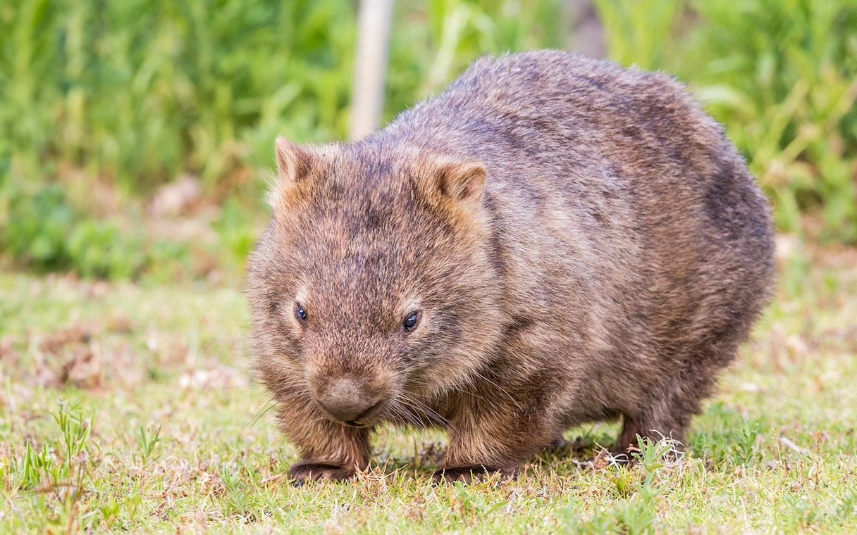 Wombat grazing in Wilsons Promontory National Park.