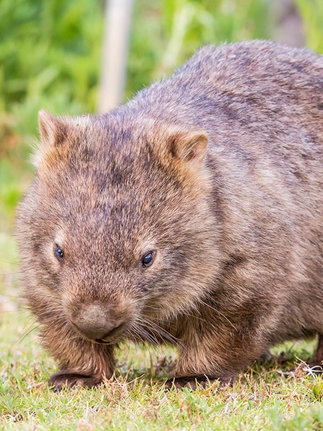Wombat grazing in Wilsons Promontory National Park.