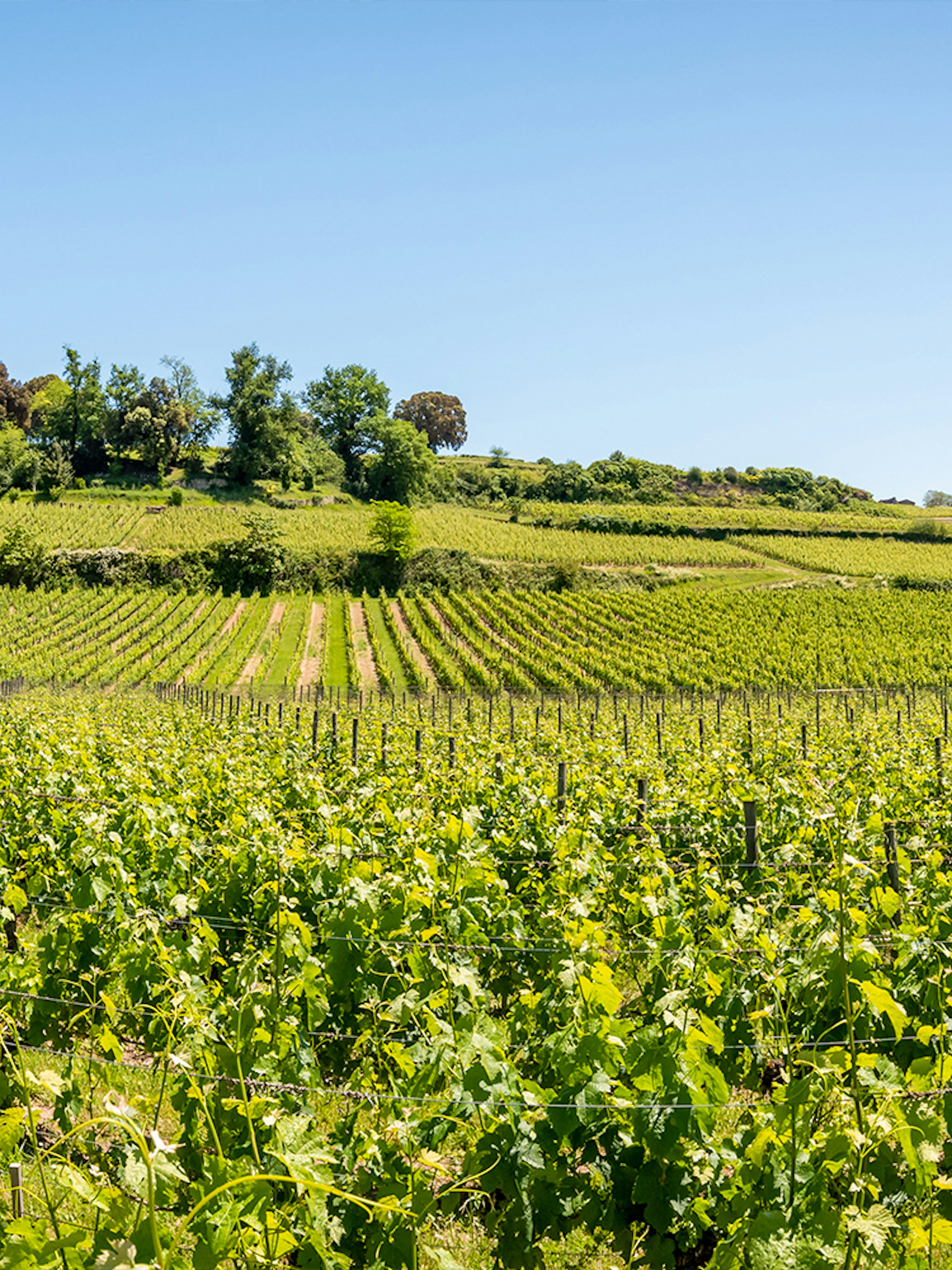 Vineyards in Saint-Emilion, France, with lush green vines under a clear blue sky.