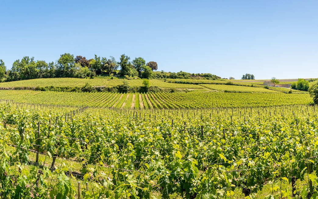 Vineyards in Saint-Emilion, France, with lush green vines under a clear blue sky.