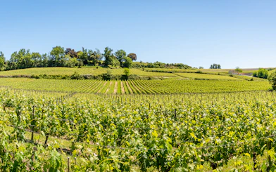 Vineyards in Saint-Emilion, France, with lush green vines under a clear blue sky.