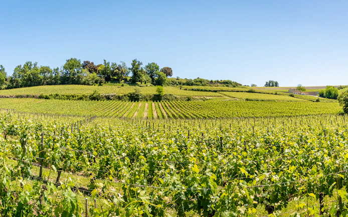 Vineyards in Saint-Emilion, France, with lush green vines under a clear blue sky.