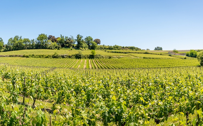 Vineyards in Saint-Emilion, France, with lush green vines under a clear blue sky.