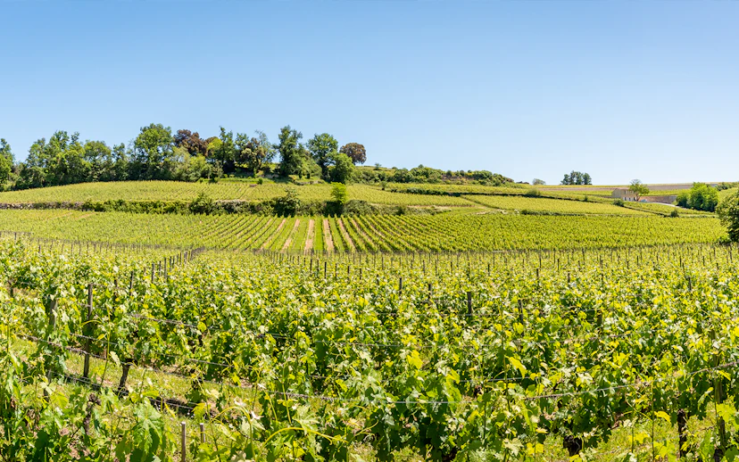 Vineyards in Saint-Emilion, France, with lush green vines under a clear blue sky.