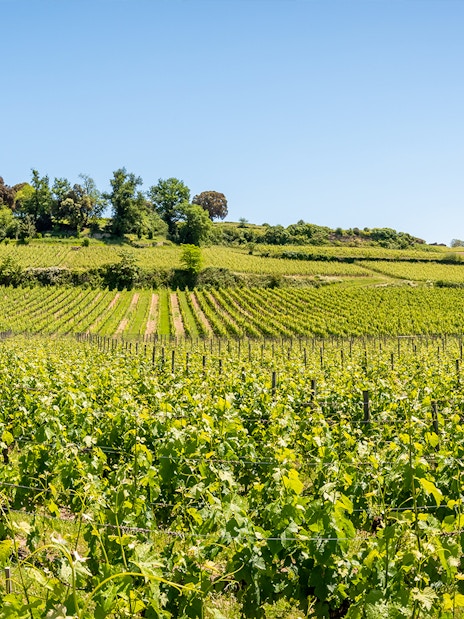 Vineyards in Saint-Emilion, France, with lush green vines under a clear blue sky.