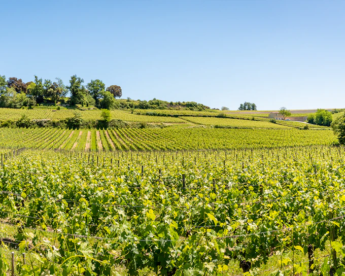 From Bordeaux: Saint-Émilion Full-Day Guided Tour with Lunch