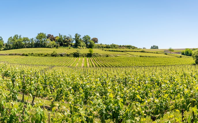 Vineyards in Saint-Emilion, France, with lush green vines under a clear blue sky.