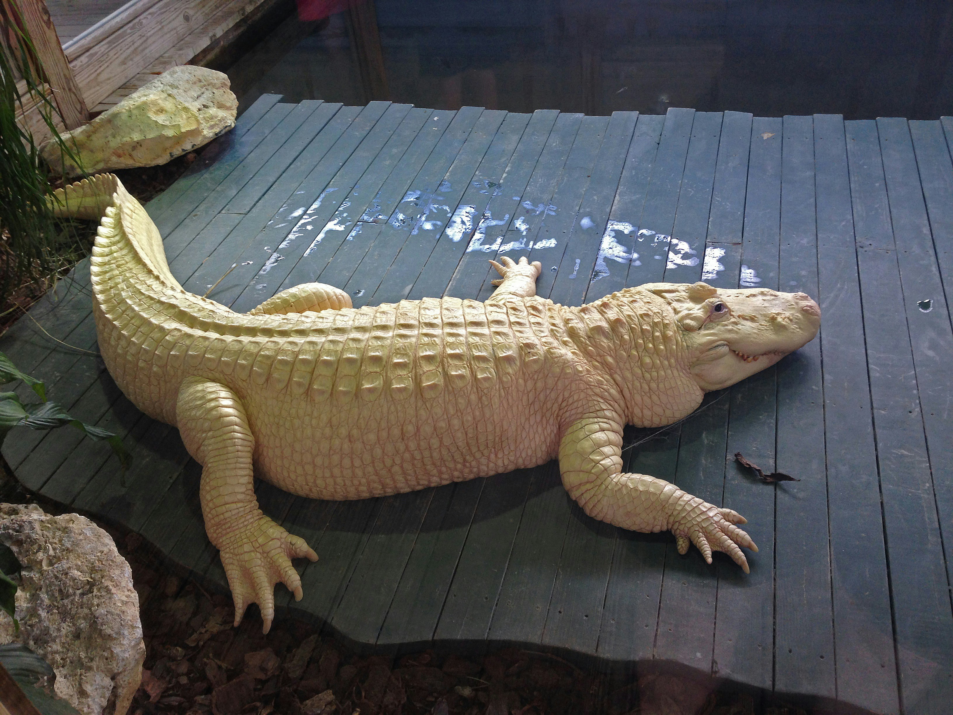 White alligator in Gatorland