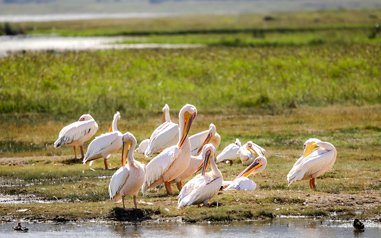 Pelicans gathered by a wetland area, showcasing their natural habitat.