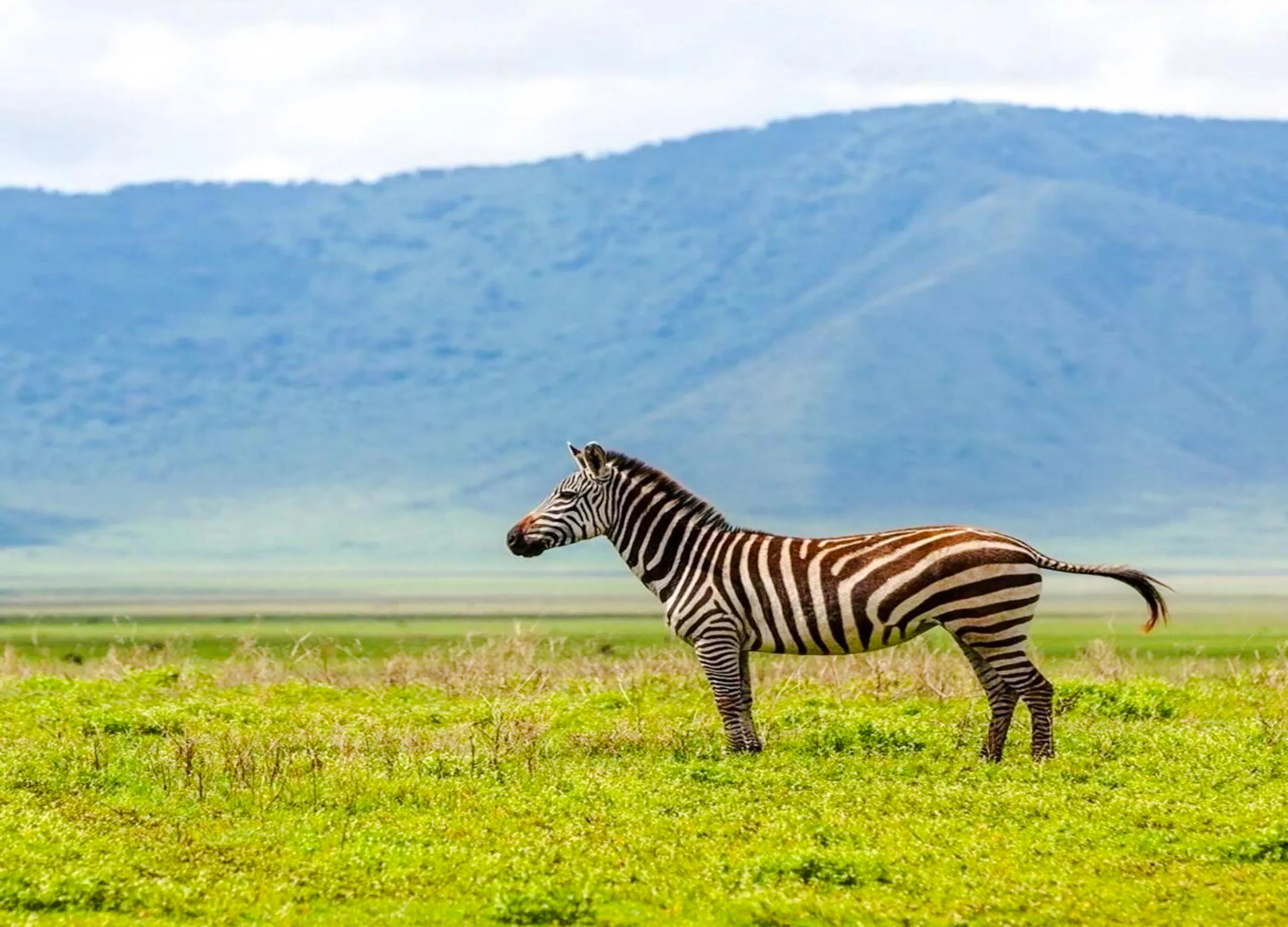 2-Day Nyerere National Park Safari from Zanzibar with Flights & Boat Safari Image 10