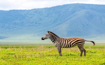 2-day nyerere national park safari from zanzibar with flights & boat safari-10