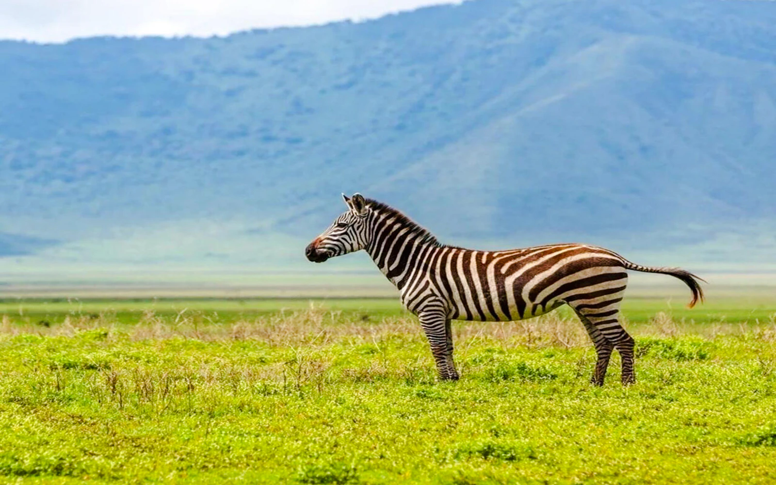 2-Day Nyerere National Park Safari from Zanzibar with Flights & Boat Safari Image 10