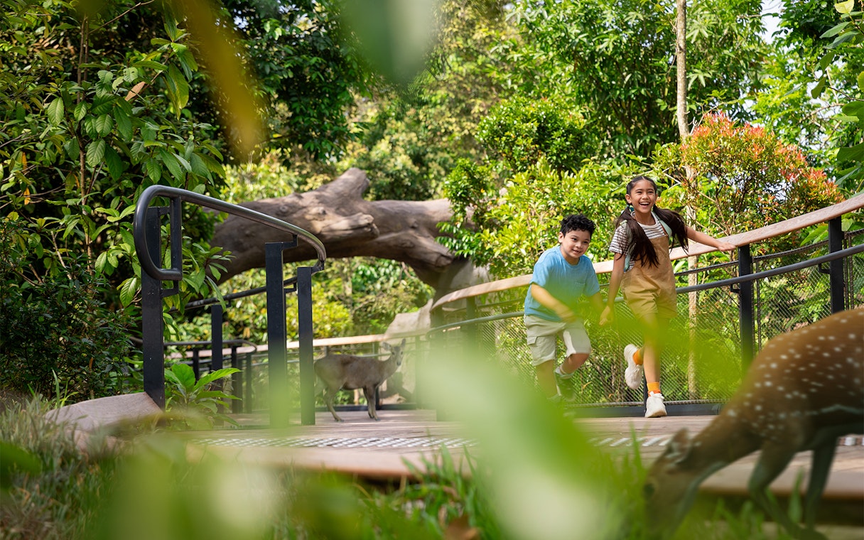 Children exploring a forest walkway with wildlife nearby.