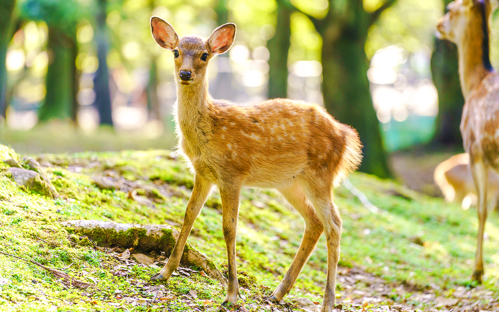 Deer standing on grass in a zoo enclosure.