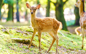 Deer standing on grass in a zoo enclosure.