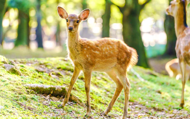 Deer standing on grass in a zoo enclosure.