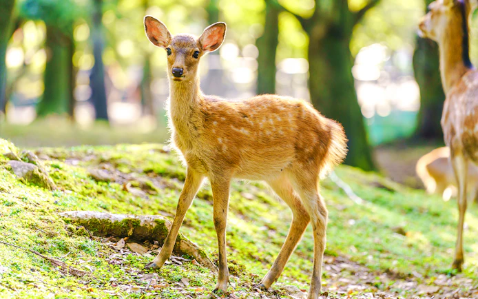 Deer standing on grass in a zoo enclosure.