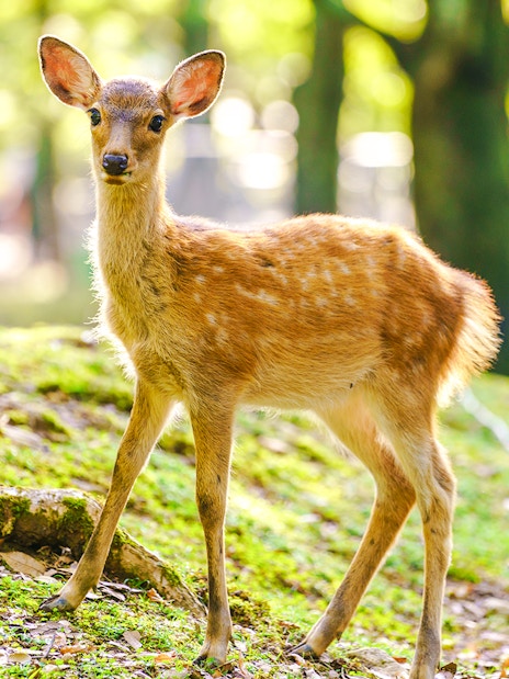 Deer standing on grass in a zoo enclosure.