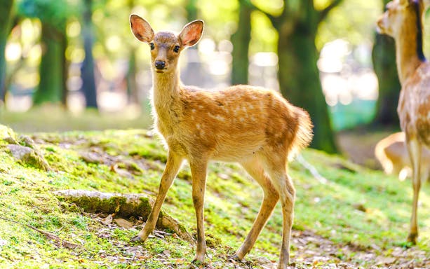 Deer standing on grass in a zoo enclosure.