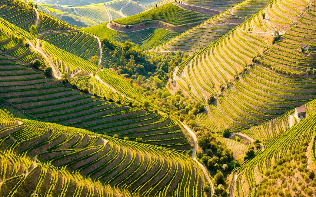 Terraced vineyards in the Douro Valley, Portugal, during summer, known for Portuguese port wine production.