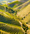 Oakridge Wines