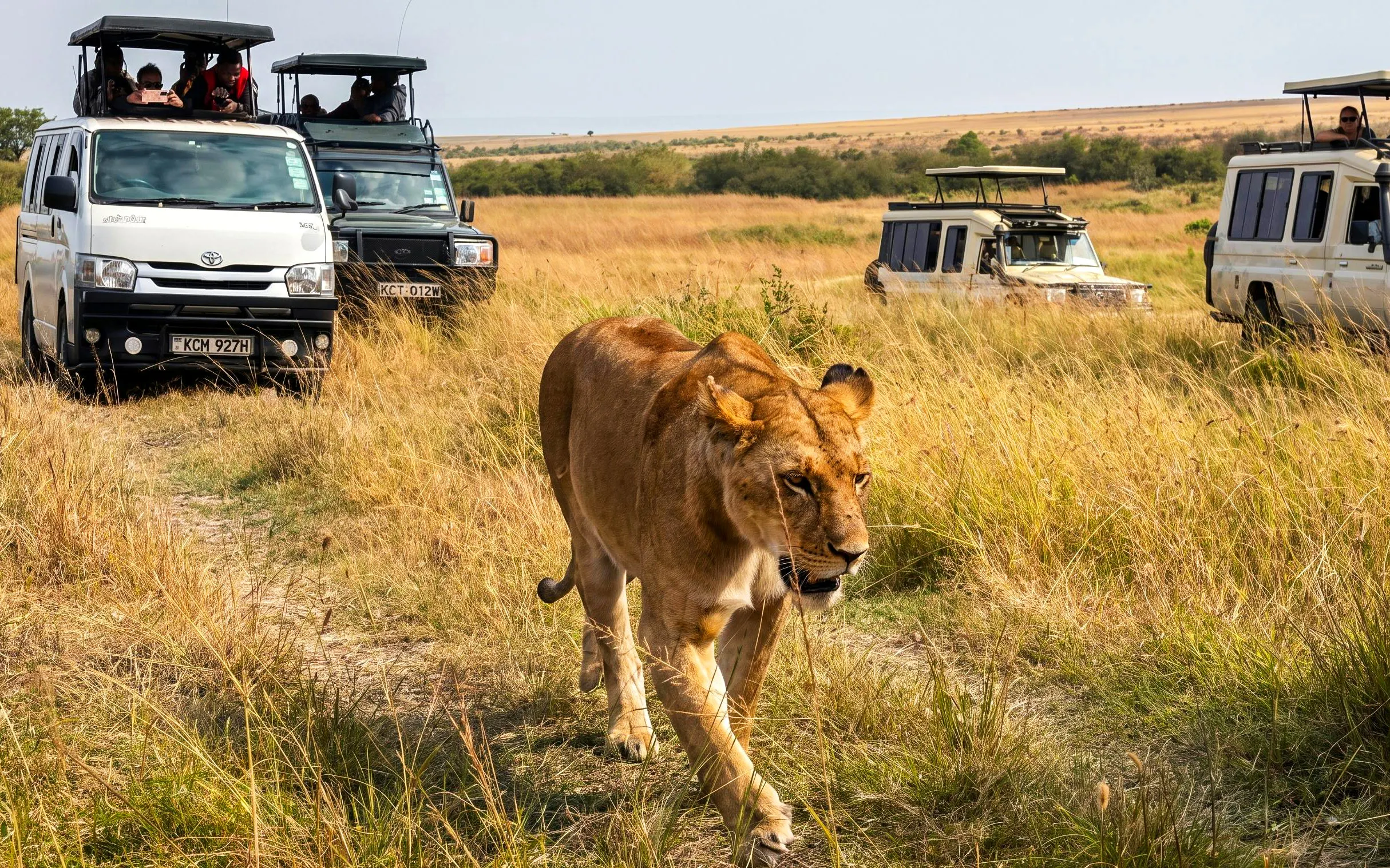Safari vehicles observing a lion in Masai Mara grasslands.