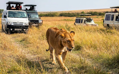 Safari vehicles observing a lion in Masai Mara grasslands.