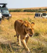 Safari por la tarde