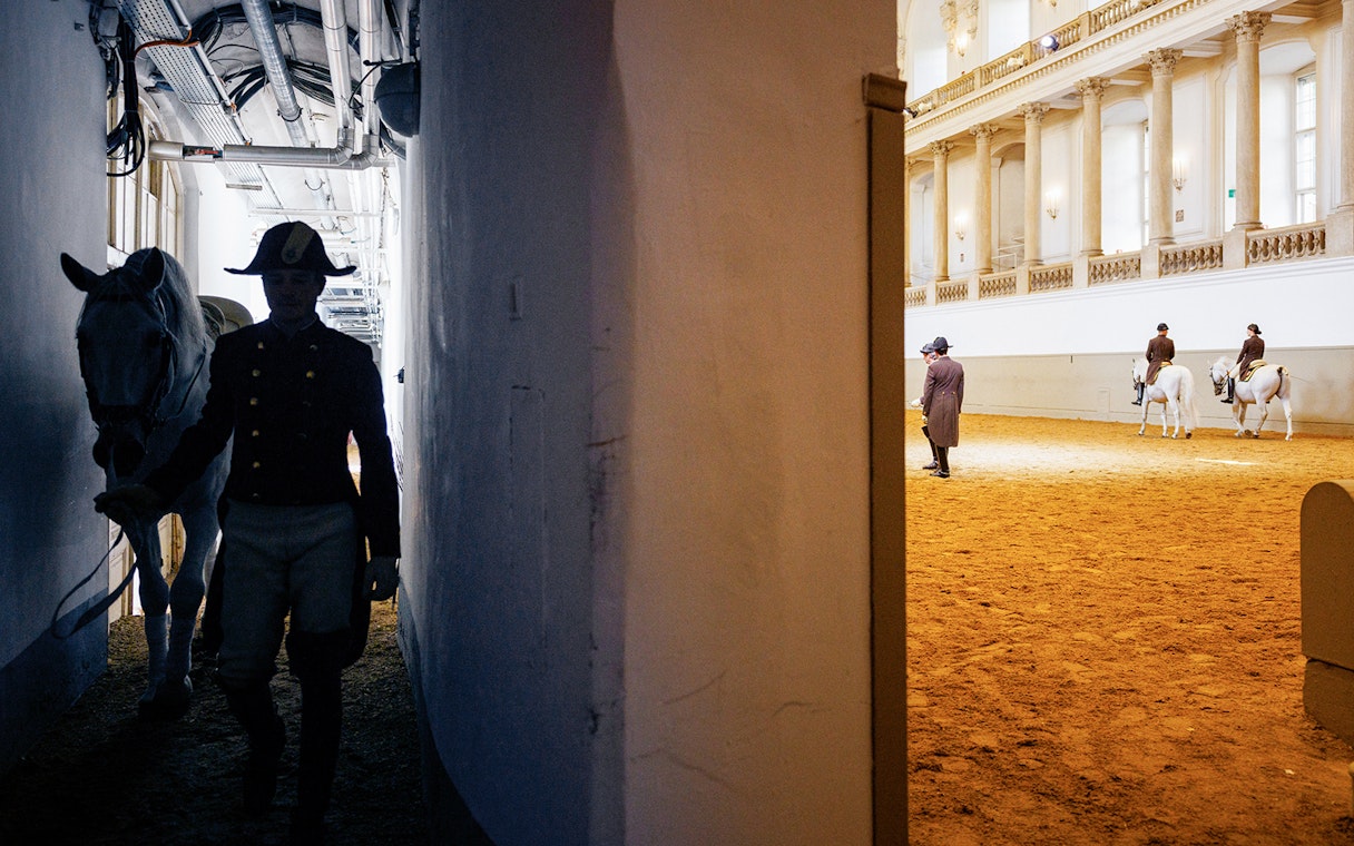 Spanish Riding School training session with riders and white horses in an indoor arena.