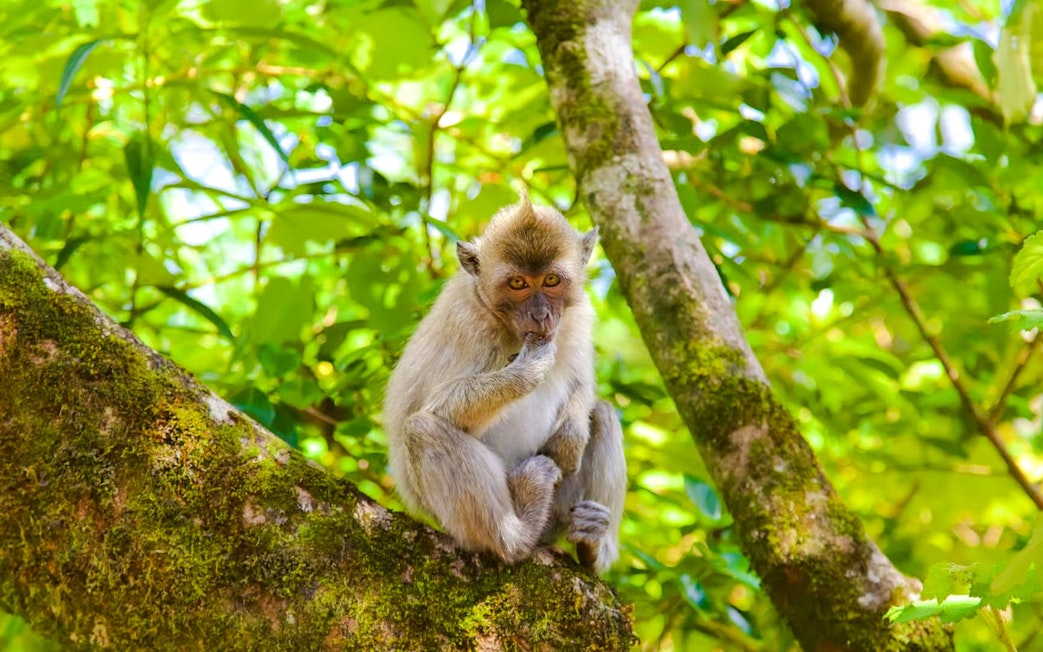 Long-tailed macaque sitting on a tree branch in Black River Gorges National Park, Mauritius.
