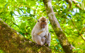 Long-tailed macaque sitting on a tree branch in Black River Gorges National Park, Mauritius.
