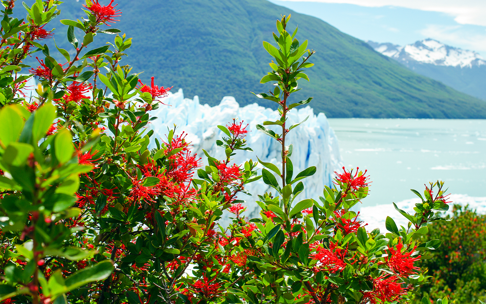 Red wildflowers with Perito Moreno Glacier in the background, Patagonia, Argentina.