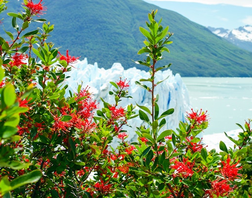 Red wildflowers with Perito Moreno Glacier in the background, Patagonia, Argentina.