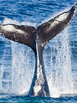 Whale tail splashing in the ocean during a whale watching cruise.