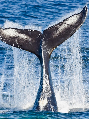 Whale tail splashing in the ocean during a whale watching cruise.