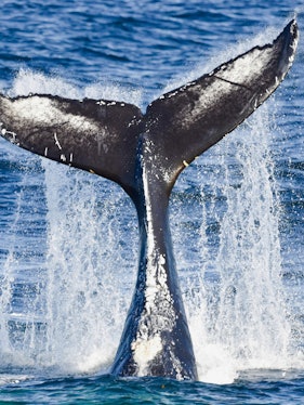 Whale tail splashing in the ocean during a whale watching cruise.