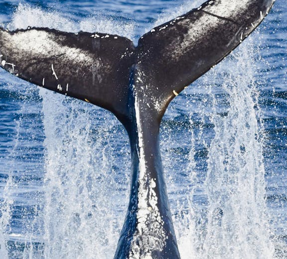 Whale tail splashing in the ocean during a whale watching cruise.