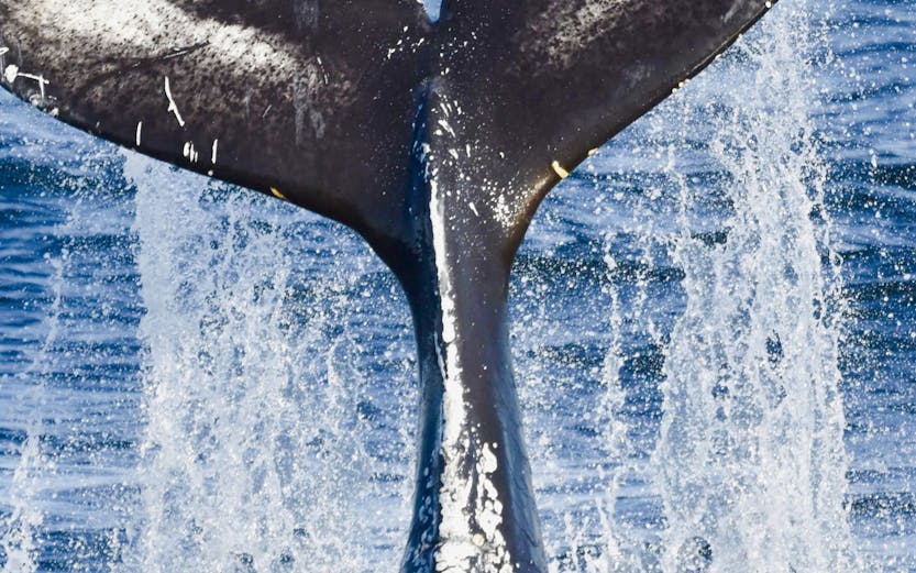Whale tail splashing in the ocean during a whale watching cruise.