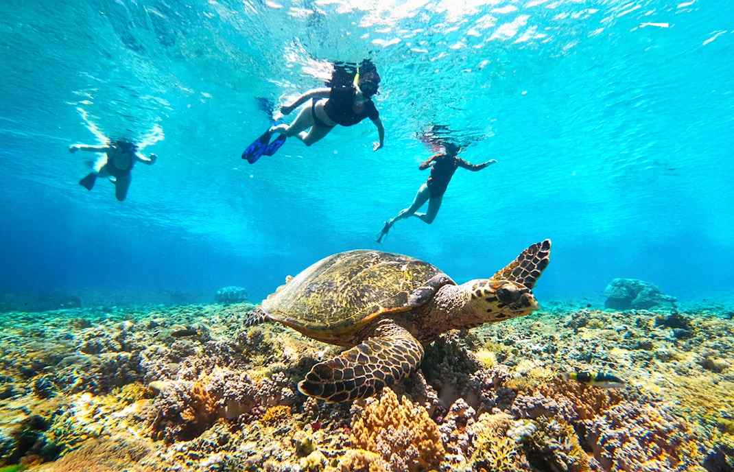 Snorkelers swimming above a sea turtle