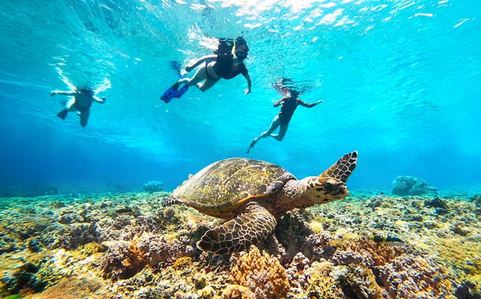 Snorkelers swimming above a sea turtle on the Northern Coast Gili Islands.
