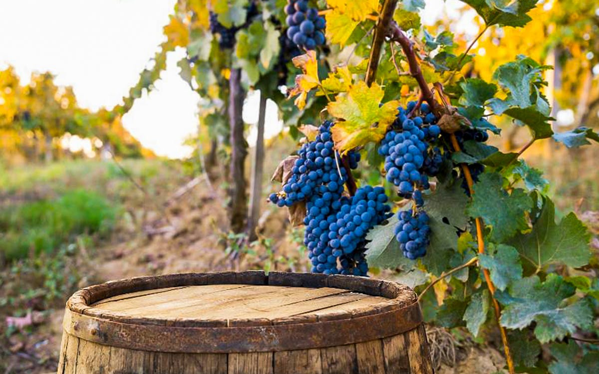 tour de siena, san gimignano, monteriggioni e degustação de vinhos chianti saindo de florença-9 tour de siena, san gimignano, monteriggioni e degustação de vinhos chianti saindo de florença-9
