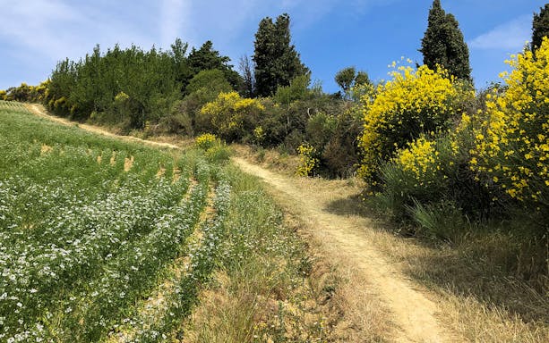Trail through wildflowers on San Bartolo Mount for e-bike picnic tour.