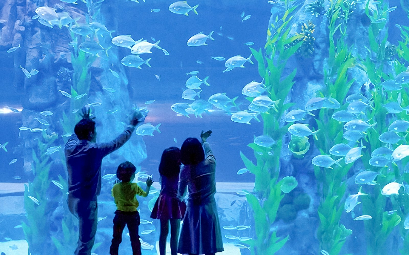 Family observing fish at Jamsil Lotte World Aquarium, Seoul.