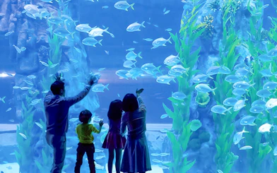 Family observing fish at Jamsil Lotte World Aquarium, Seoul.